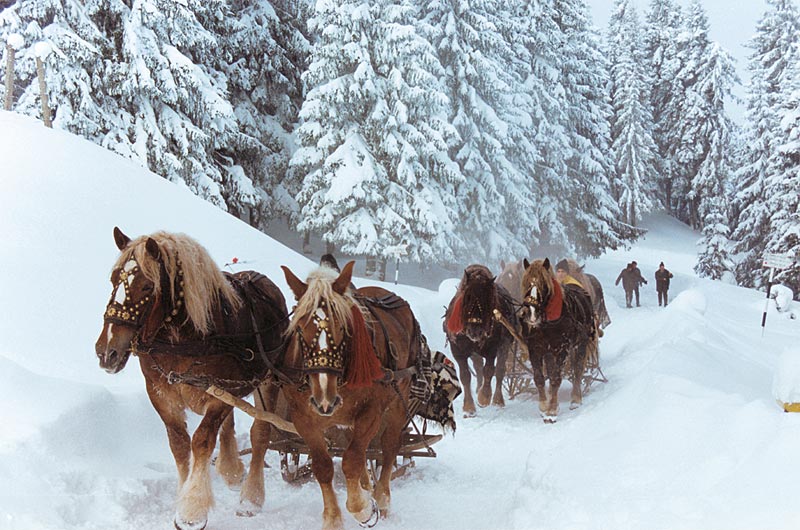bucovina