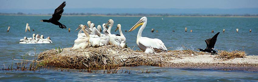 Delta Dunării Delta Dunării